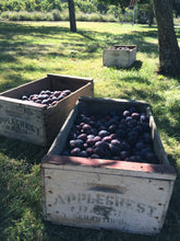 Load image into Gallery viewer, Island Plum Spoon Preserves 7.75oz