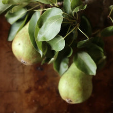Load image into Gallery viewer, Pear Balsamic Spoon Preserves 7.75oz
